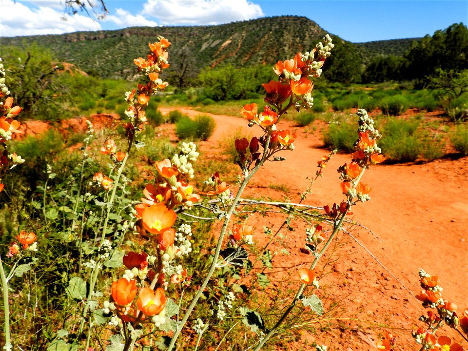 Spring wildflowers-10