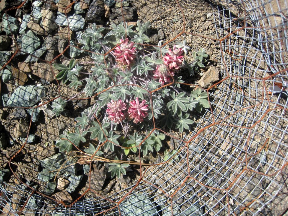 Lassics lupine behind protective fencing in Six Rivers National Forest