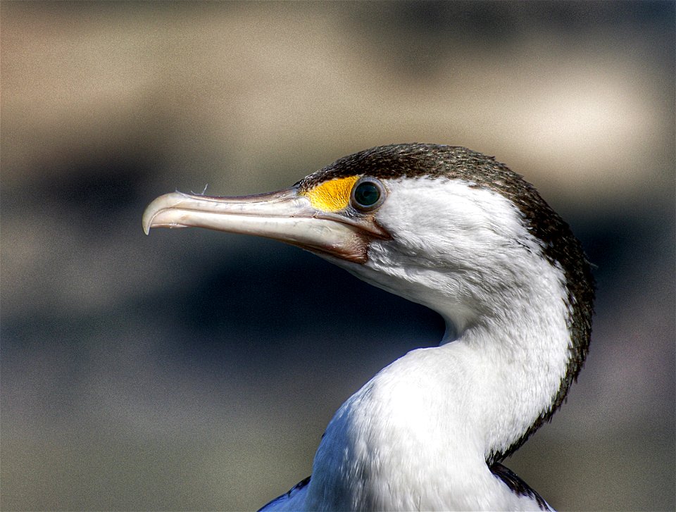 Pied Shag.