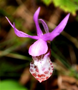 Calypso bulbosa (Fairy Slipper) (4-22-2022) tolowa dunes state park, del norte co, ca -03