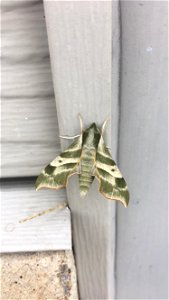 Virginia creeper sphinx moth