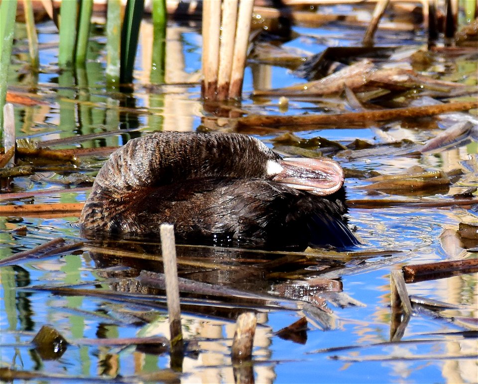 Ruddy duck at Seedskadee National Wildlife Refuge