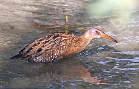 237 - CLAPPER RAIL (02-19-2023) birding center, south padre island, cameron co, tx -01