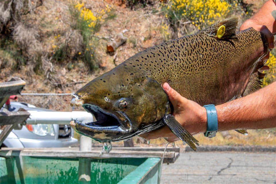 Adult winter Chinook salmon