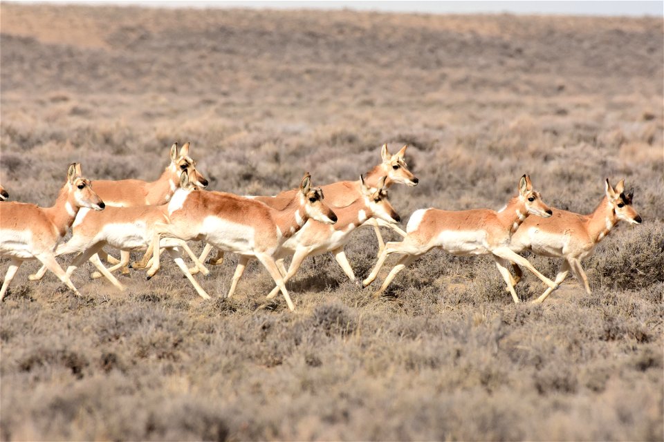 Pronghorn at Seedskadee National Wildlife Refuge