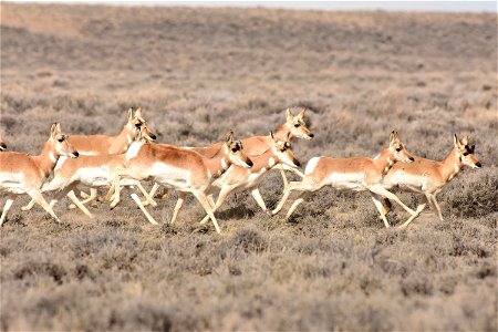 Pronghorn at Seedskadee National Wildlife Refuge photo