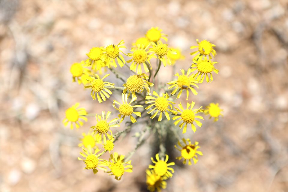MAY 17: Threadleaf ragwort growing in desert photo