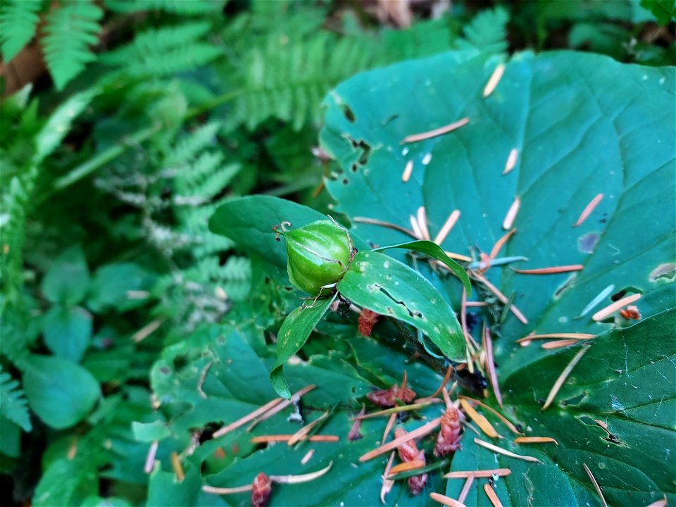 Trillium fruit, Mt. Baker-Snoqualmie National Forest. Photo by Anne Vassar July 21, 2021.