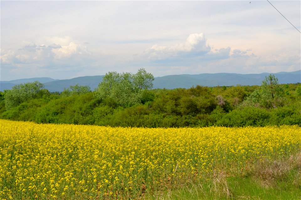 Rapeseed Field photo