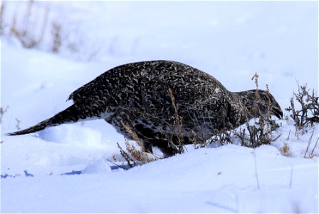 Greater sage-grouse on Seedskadee National Wildlife Refuge photo