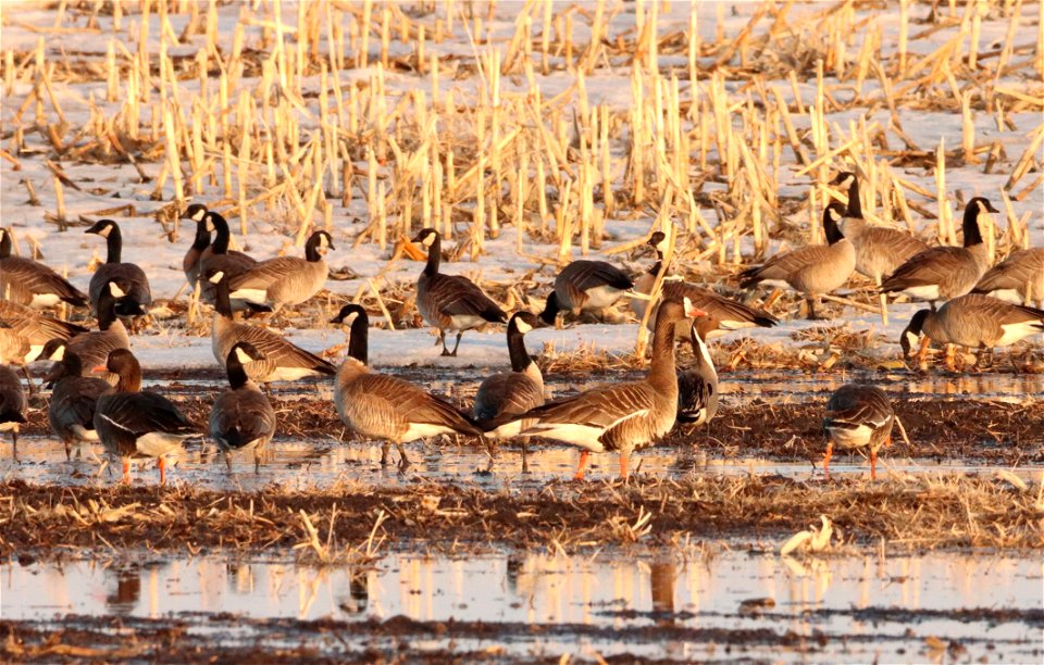 Spring Waterfowl Huron Wetland Management District photo