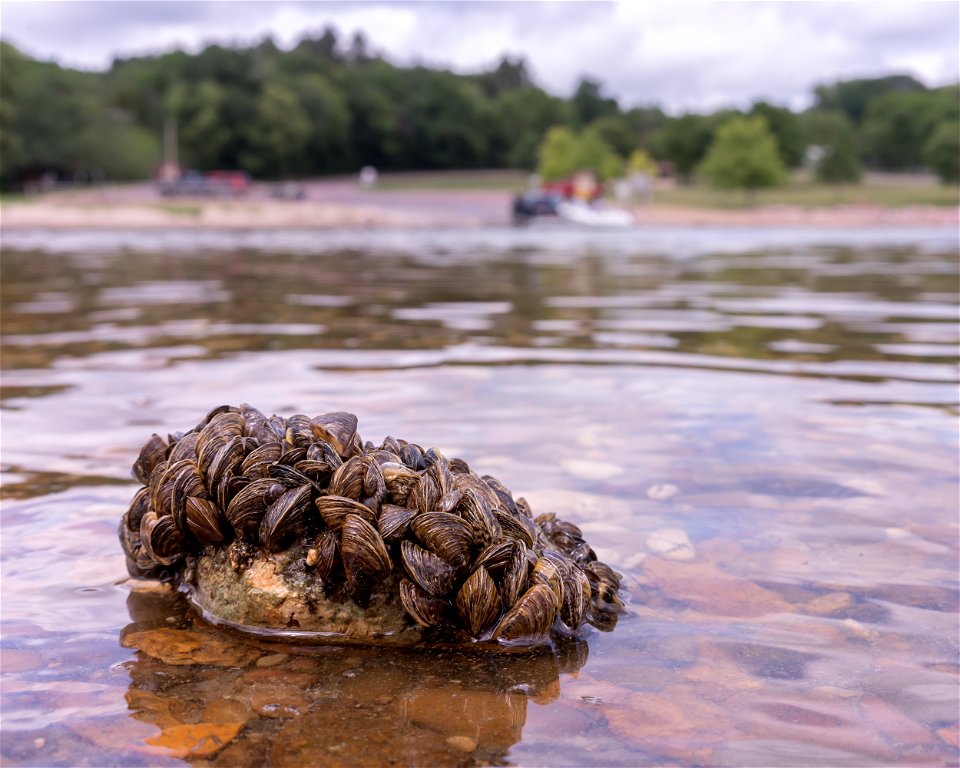 Zebra Mussels on the Shoreline. photo