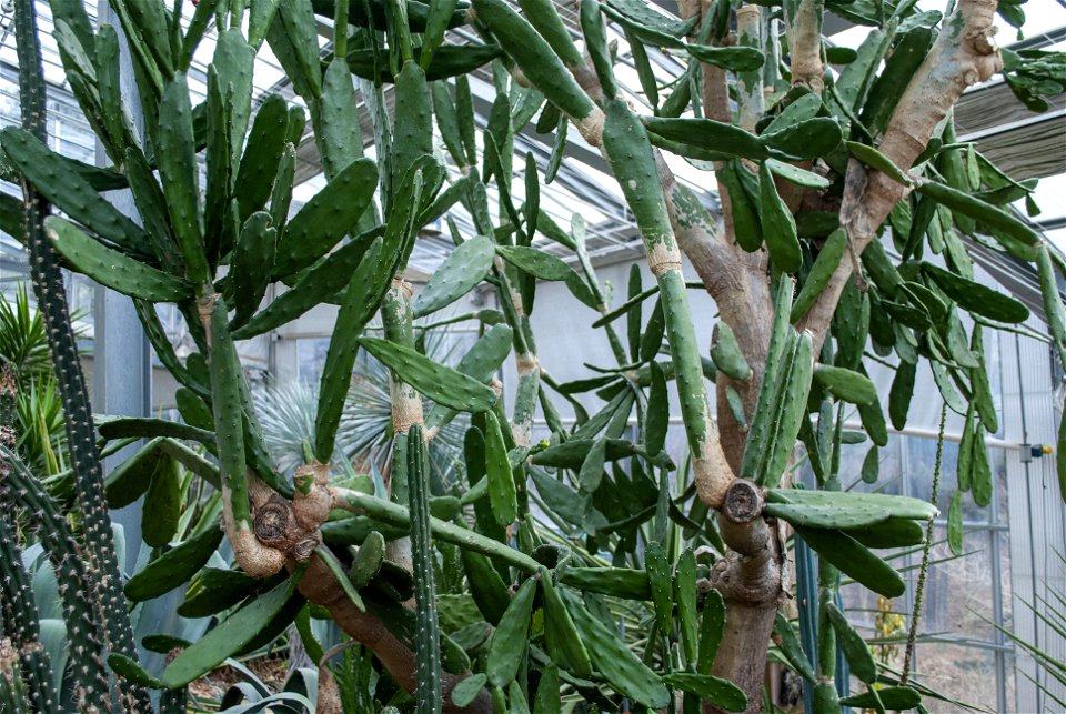 Hantaek Botanical Garden