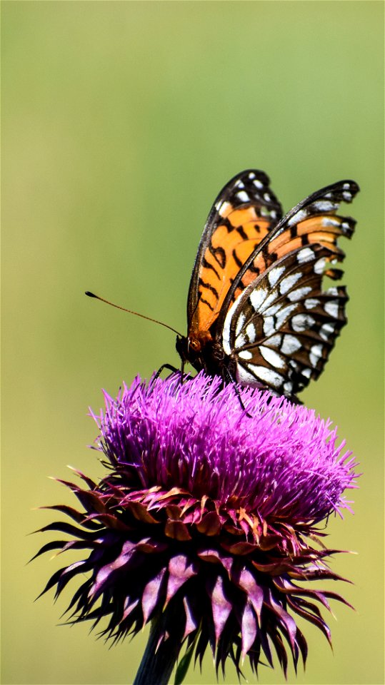 Regal Fritillary on a Thistle Lake Andes Wetland Management District South Dakota photo