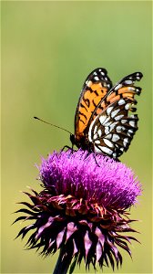 Regal Fritillary on a Thistle Lake Andes Wetland Management District South Dakota