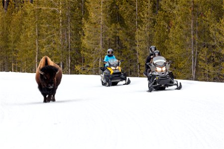 Snowmobilers pass a bull bison on the road (2)