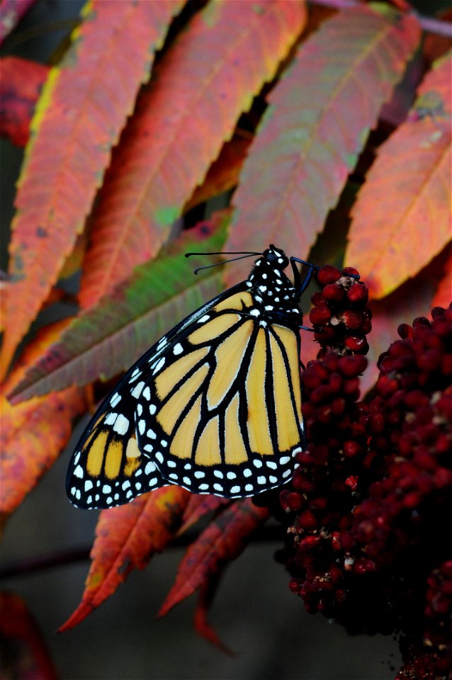 Monarch on fall sumac