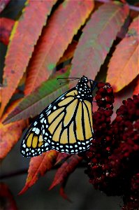 Monarch on fall sumac photo