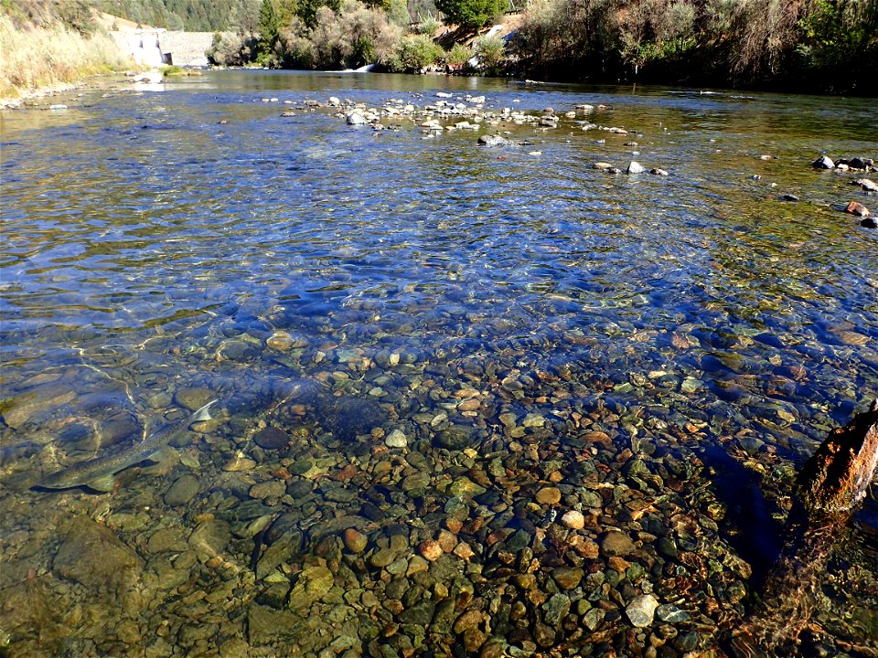 Spring Chinook salmon in Trinity River. Credit: John Heil/USFWS photo