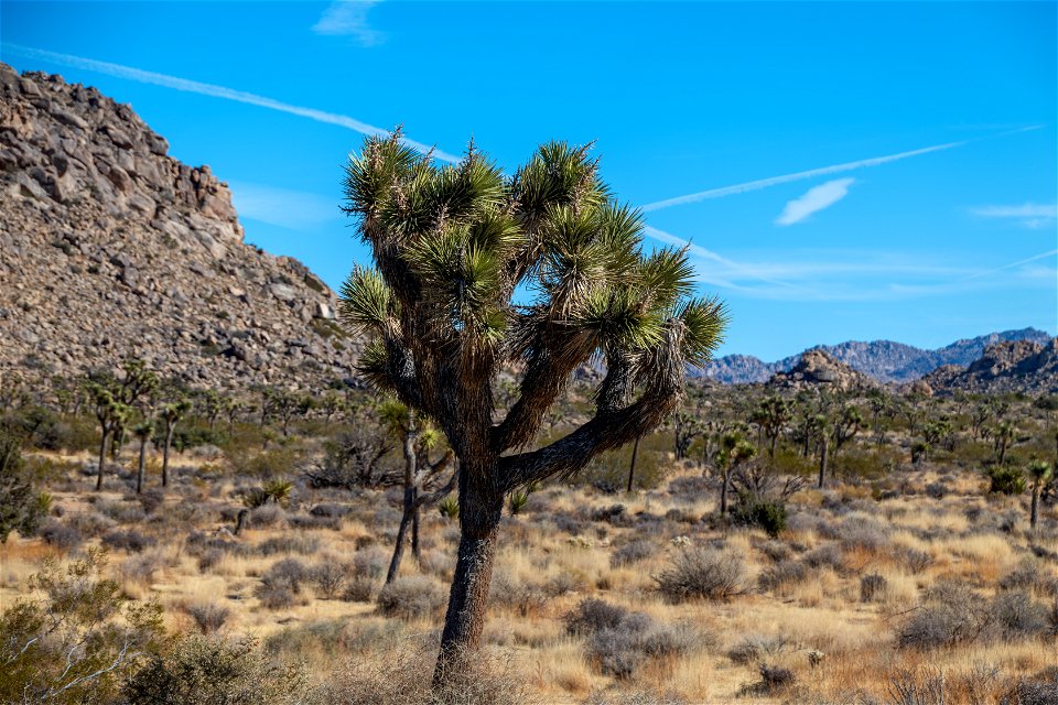 Joshua Tree National Park