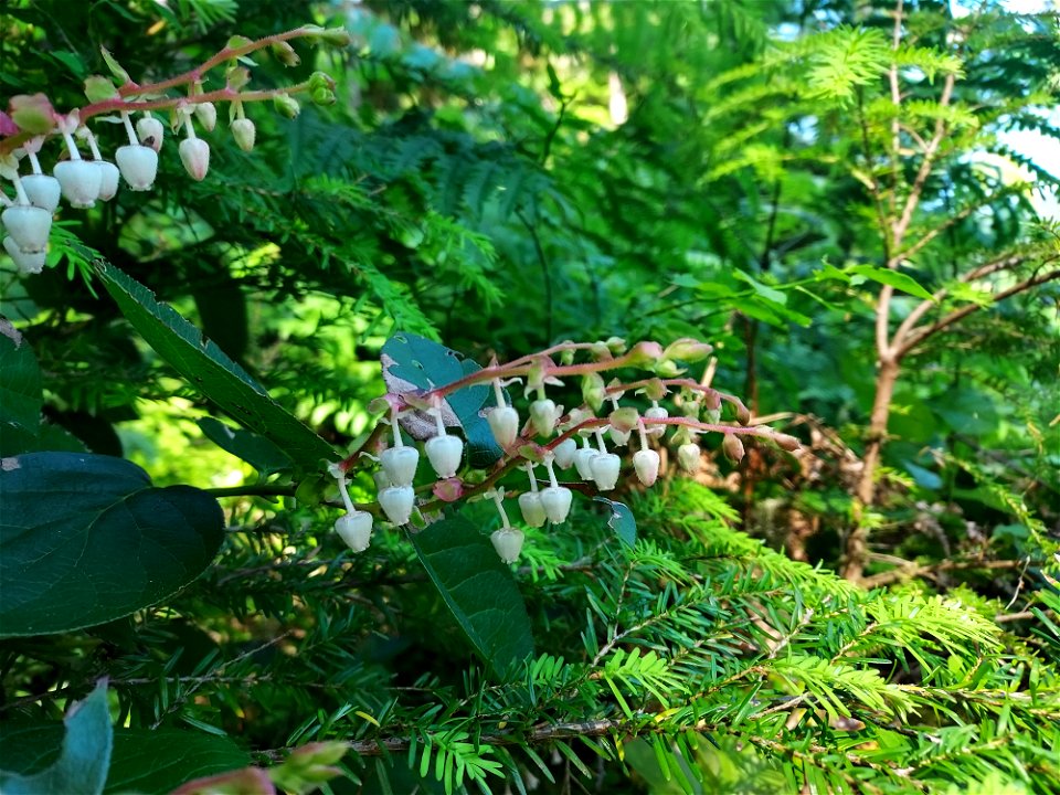 Salal, Mt. Baker-Snoqualmie National Forest. Photo by Anne Vassar June 22, 2021.