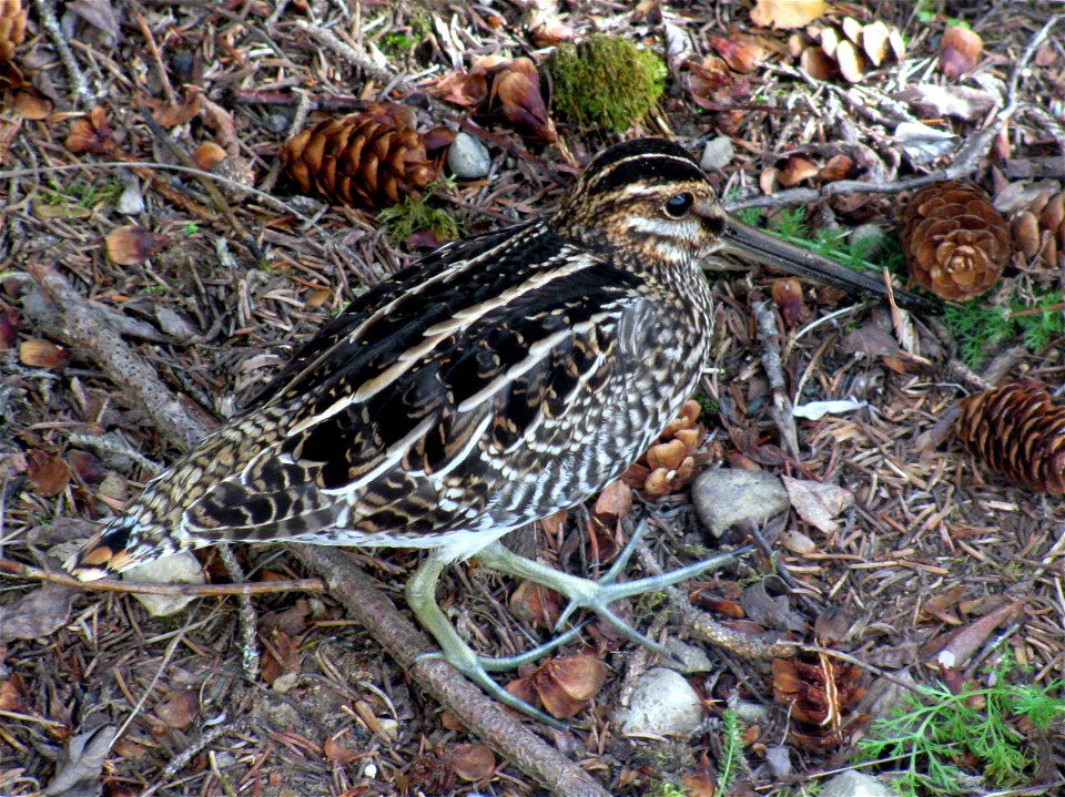 Common snipe photo