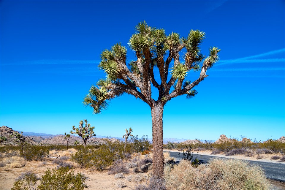 Joshua Tree National Park