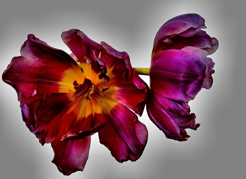 Purple blossomed macro