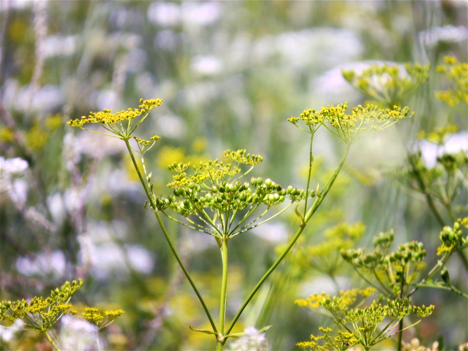 Invasive Wild Parsnip photo