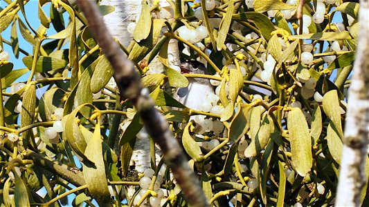 Suchbild: Wo ist die Mönchsgrasmücke?