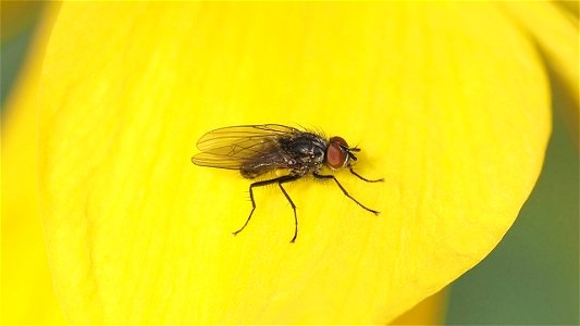 Anthomyiidae (Blumenfliegen)-Männchen auf Osterglocke (Narcissus pseudonarcissus)