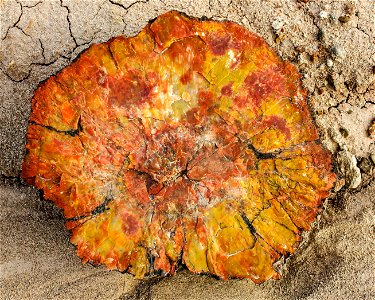 Petrified wood, NPS-Stuart Holmes