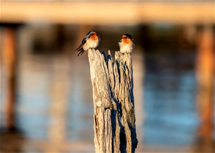 Welcome swallow photo