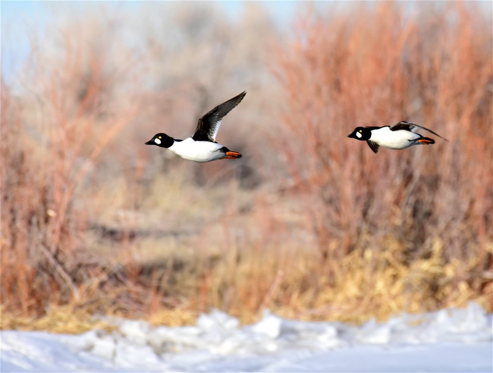 Common goldeneye at Seedskadee National Wildlife Refuge photo