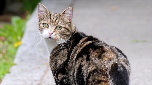 Söckchen blickt zurück (aber nicht im Zorn, sondern weil die Kamera geklickt hat)