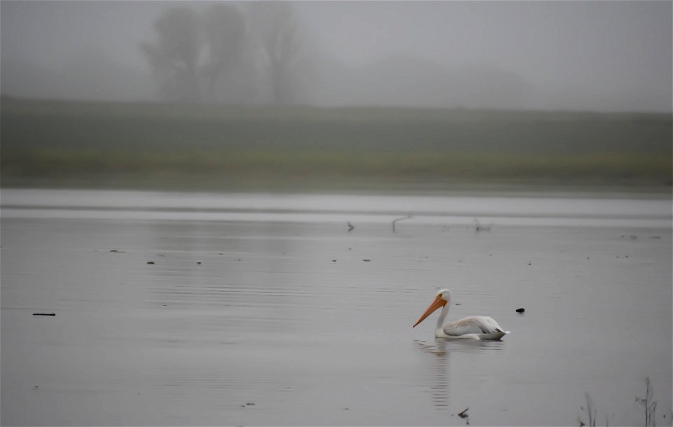 American White Pelican in Fog Lake Andes National Wildlife Refuge South Dakota
