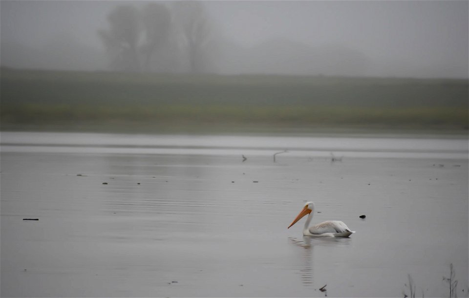 American White Pelican in Fog Lake Andes National Wildlife Refuge South Dakota photo