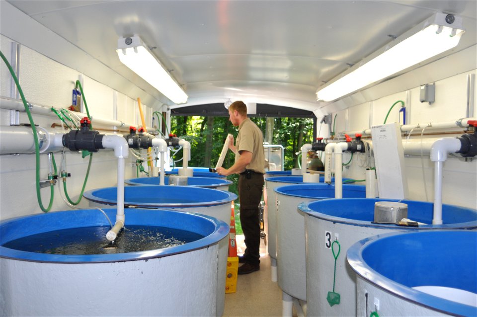 Sturgeon Streamside Rearing Unit
