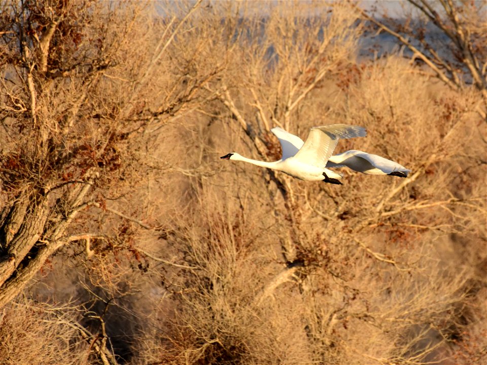 Trumpeter swan at Seedskadee National Wildlife Refuge