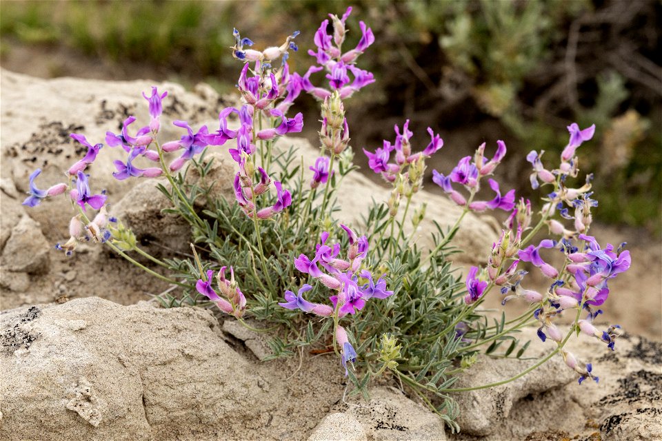 Oxytropis besseyi var. fallax