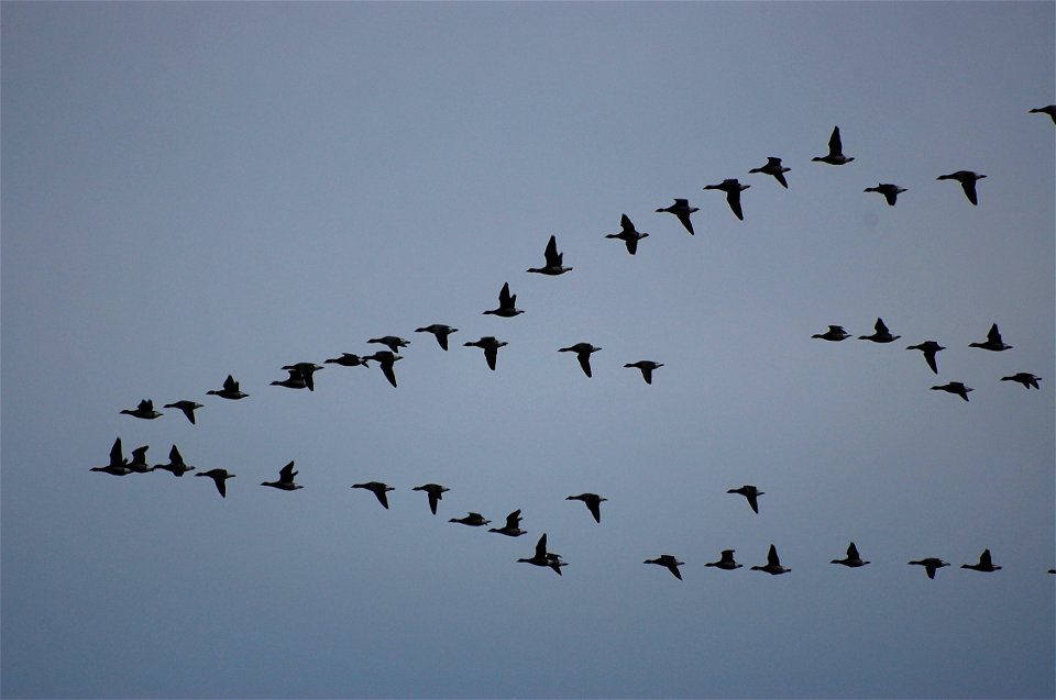Brant