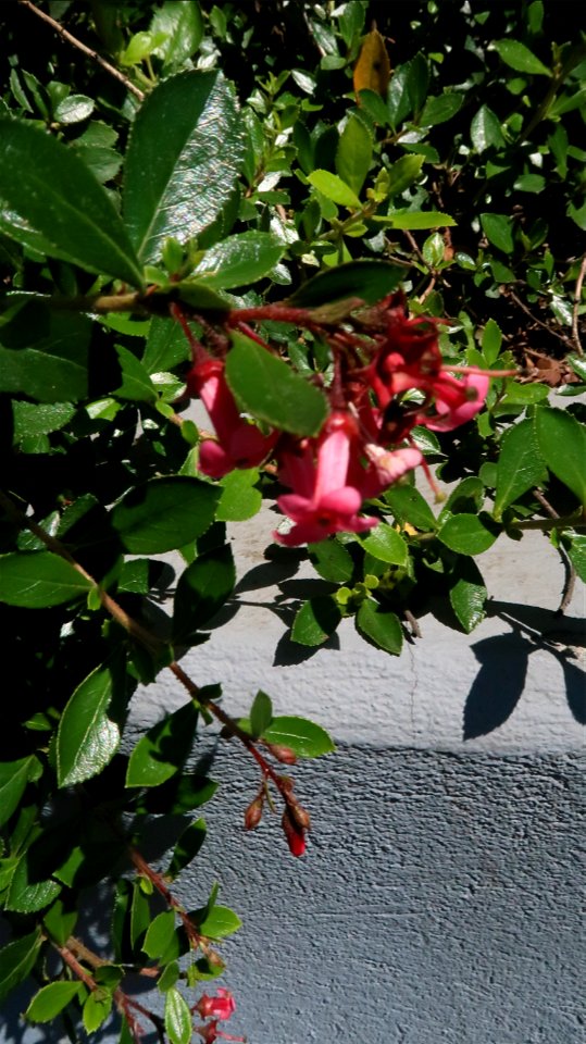 Bellu_cemetery (12)