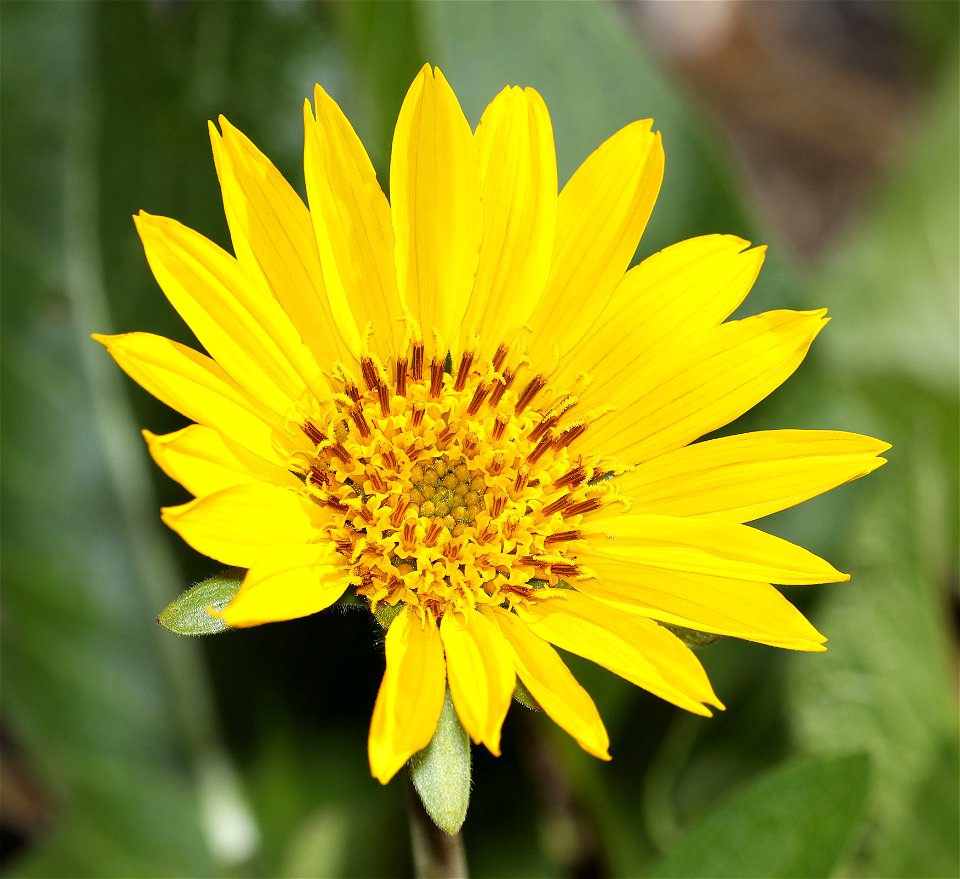 FLOWER, sp (04-07-2022) rough and ready botanical area, josephine co, or -01