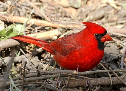 916 - NORTHERN CARDINAL (01-26-2023) bentsen rio grande sp, hidalgo co, tx -02