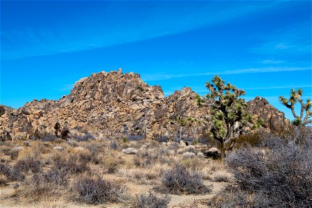 Joshua Tree National Park photo