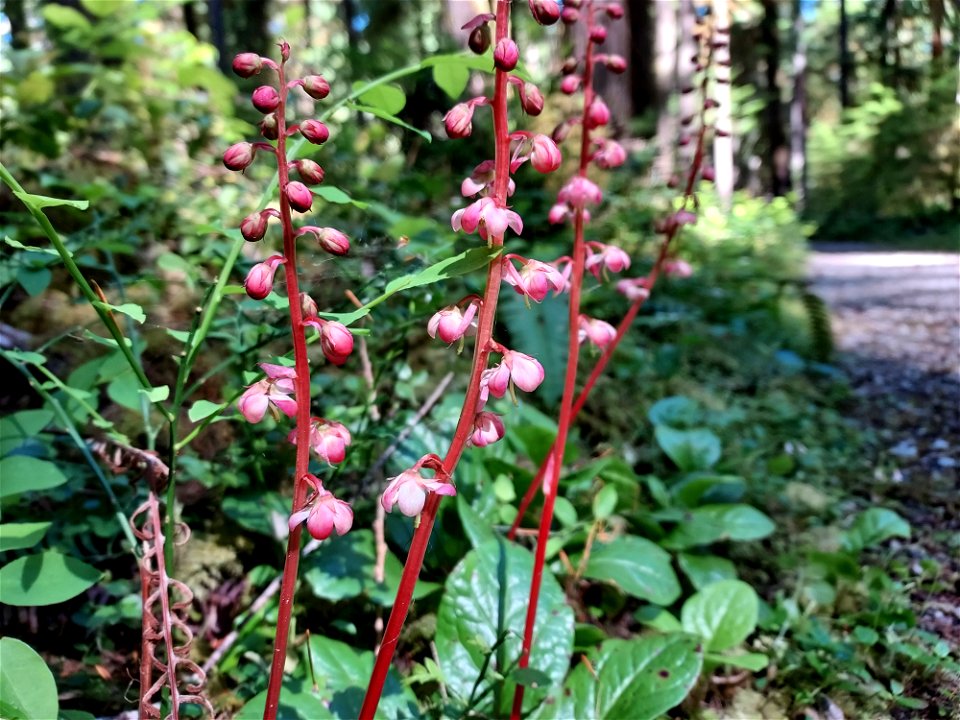 Pink wintergreen, Mt. Baker-Snoqualmie National Forest. Photo by Anne Vassar June 17, 2021.