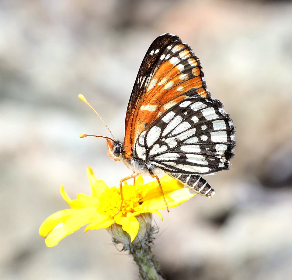CHECKERSPOT, LEANIRA (Chlosyne leanira) (06-25-2022) 2360 ft, road cut 3.25  miles past bridge, eight dollar mountain road, josephine co, or -03