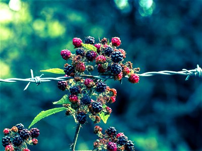 Berries and Barbs photo
