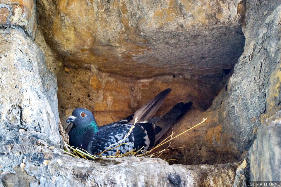 Pigeon Nesting Tonbridge Castle