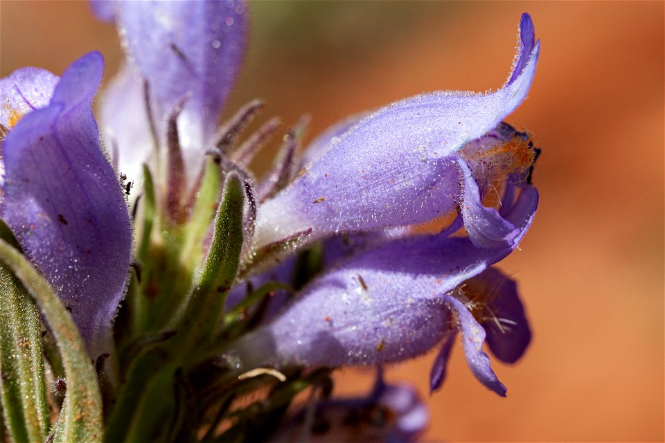 Penstemon eriantherus var. cleburnei